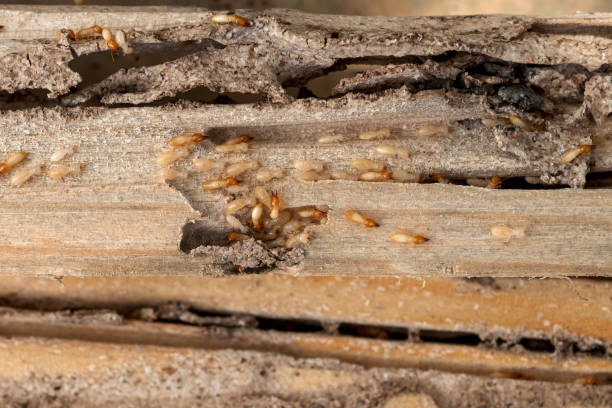 Best Cockroach Control Services  in Candlewick Lake, IL