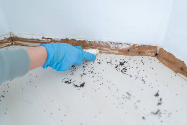 Best Residential Pest Control  in Candlewick Lake, IL